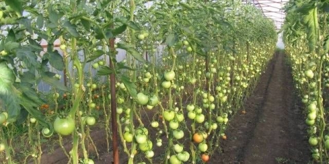 Zašto paradajz žuti i lišće se suši